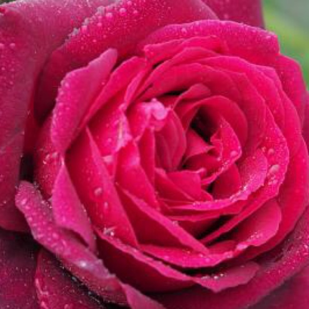 Meet your Posher, Karen